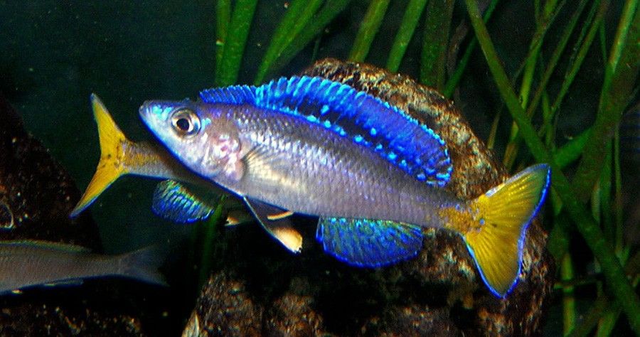 Cyprichromis Leptosoma