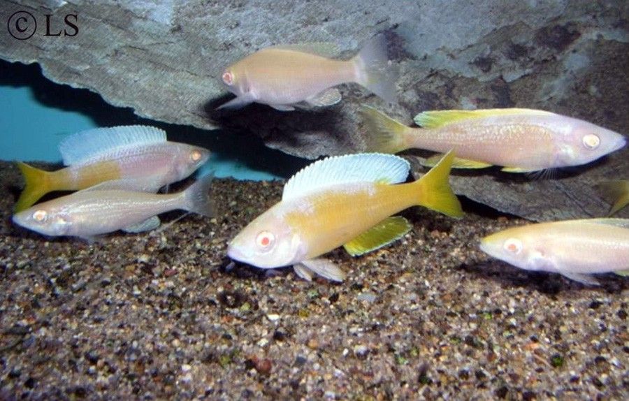 Cyprichromis Leptosoma 2