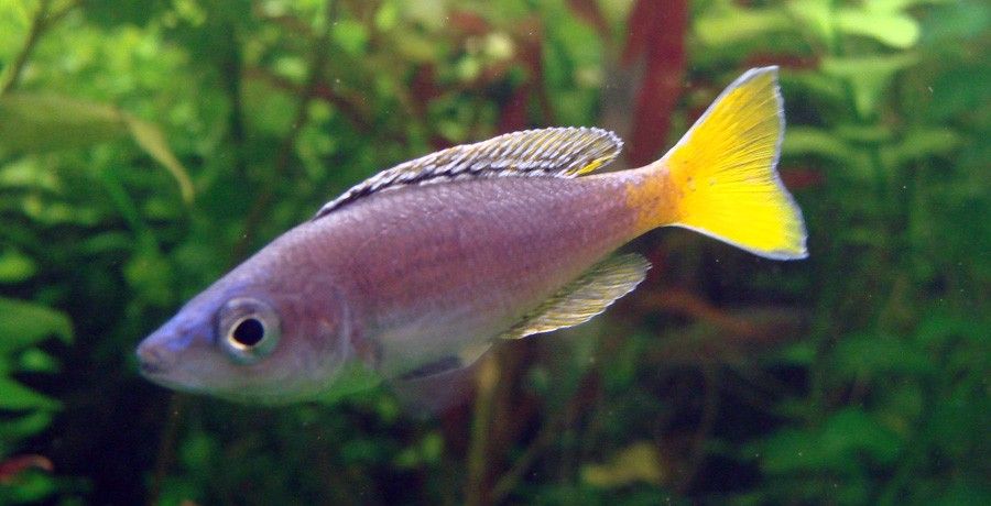 Cyprichromis Leptosoma 4