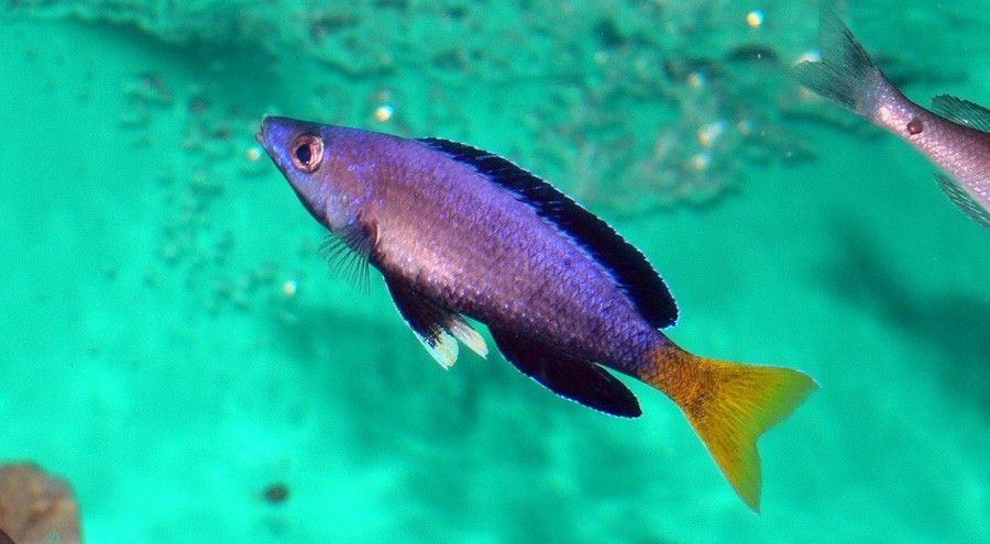 Cyprichromis Leptosoma 5