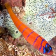bluebanded goby