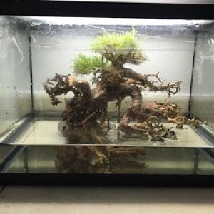 proyecto bonsai