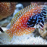 Macropharyngodon Bipartitus