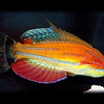 Paracheilinus Mccoskeri