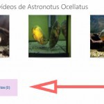 Favoritos en peces y tiendas de acuarios