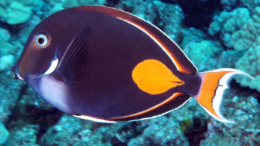 Acanthurus Achilles 2