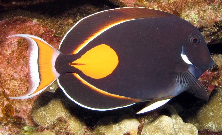 Acanthurus Achilles 3