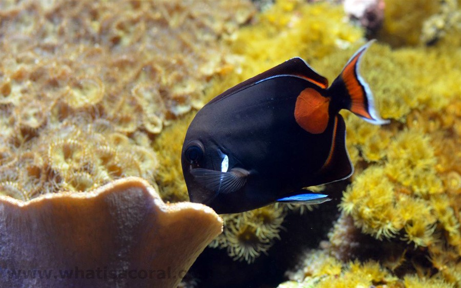 Acanthurus Achilles 4