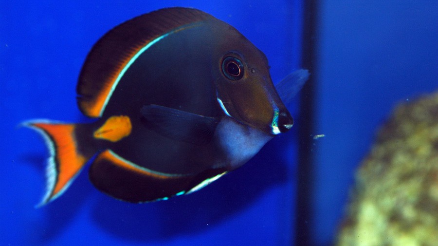 Acanthurus Achilles 5