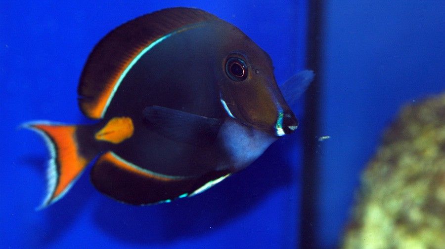 Acanthurus Achilles 5