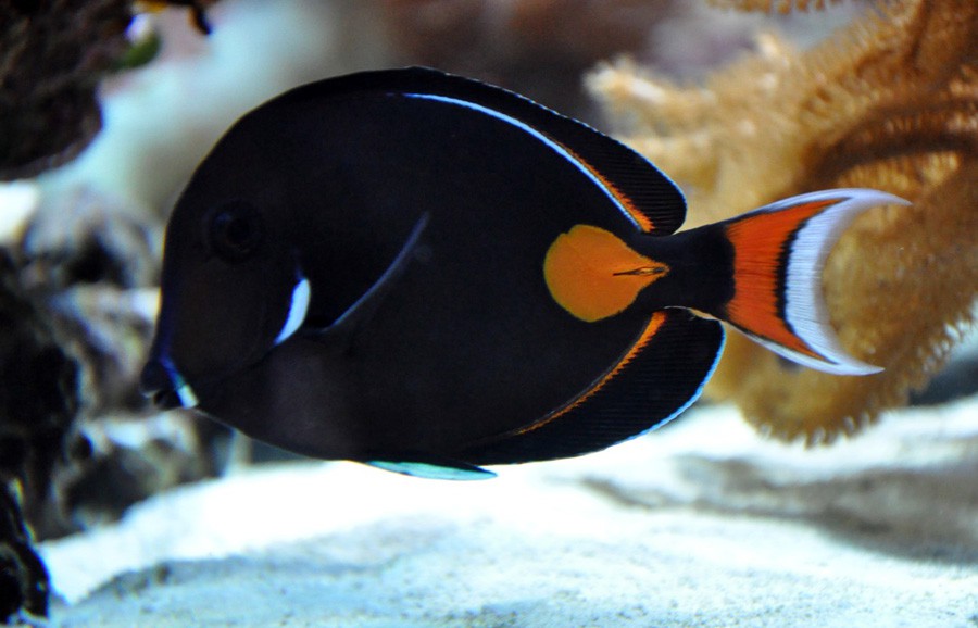 Acanthurus Achilles 6