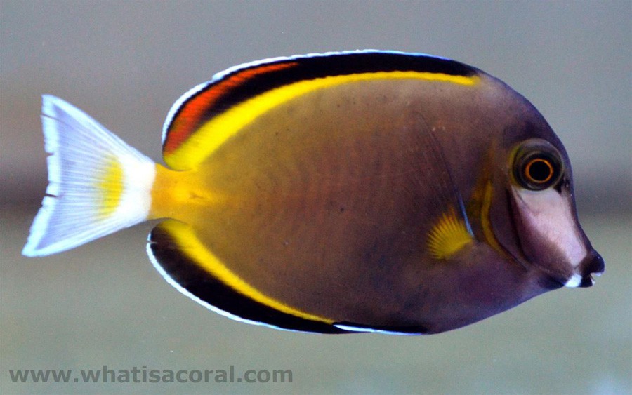 Acanthurus Japonicus 2