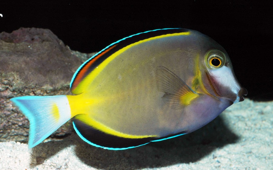 Acanthurus Japonicus 3