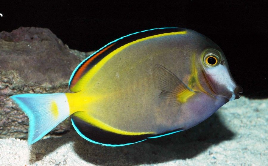 Acanthurus Japonicus 3