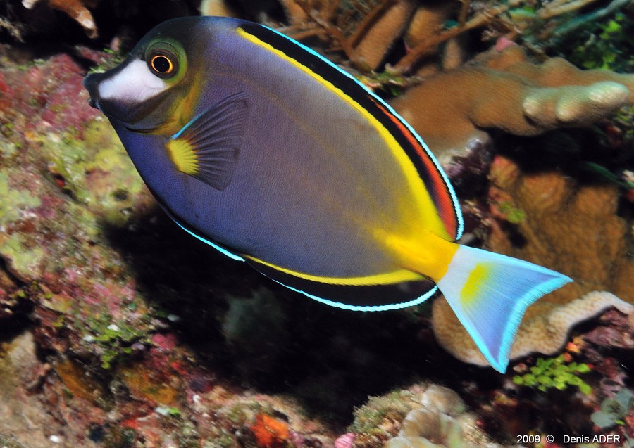 Acanthurus Japonicus 4