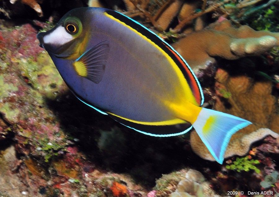 Acanthurus Japonicus 4
