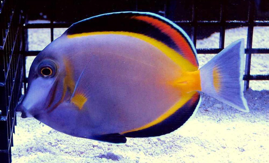 Acanthurus Japonicus 5