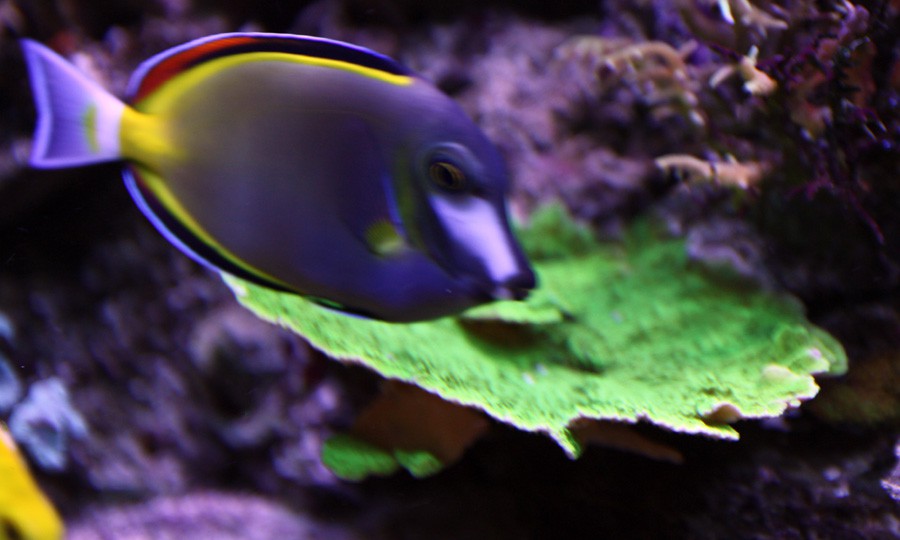 Acanthurus Japonicus 6