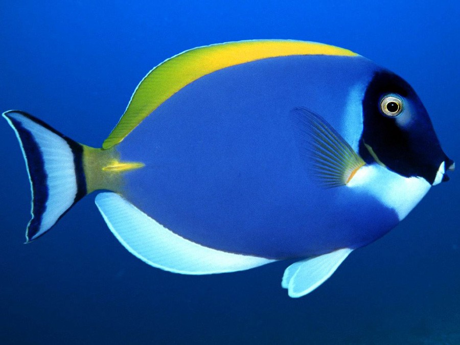 Pez Cirujano de Sombra Azul