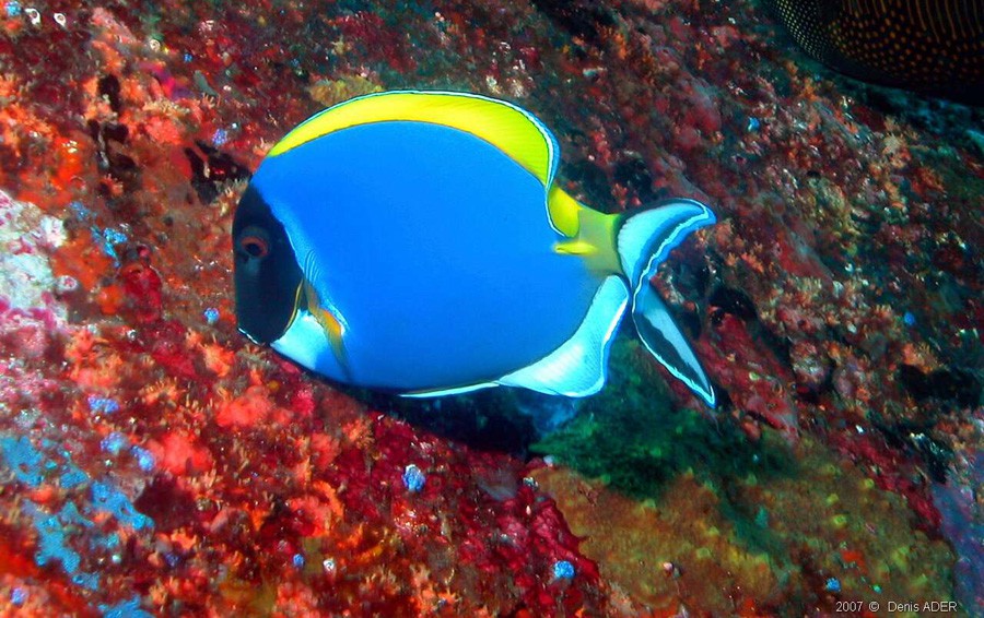 Acanthurus Leucosternon 2