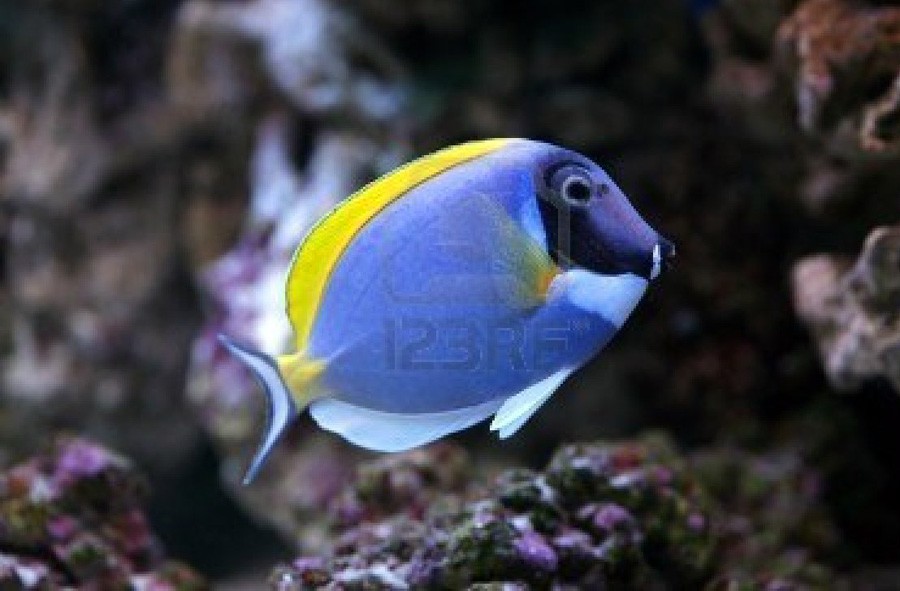 Acanthurus Leucosternon 3