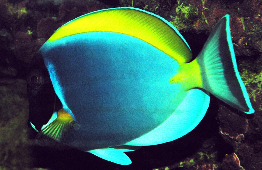 Acanthurus Leucosternon 4