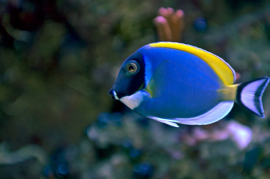 Acanthurus Leucosternon 5
