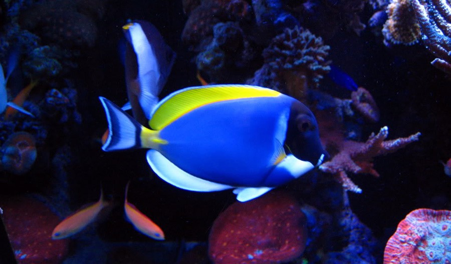 Acanthurus Leucosternon 6