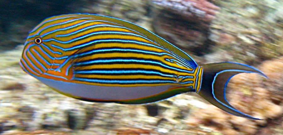 Acanthurus Lineatus 2