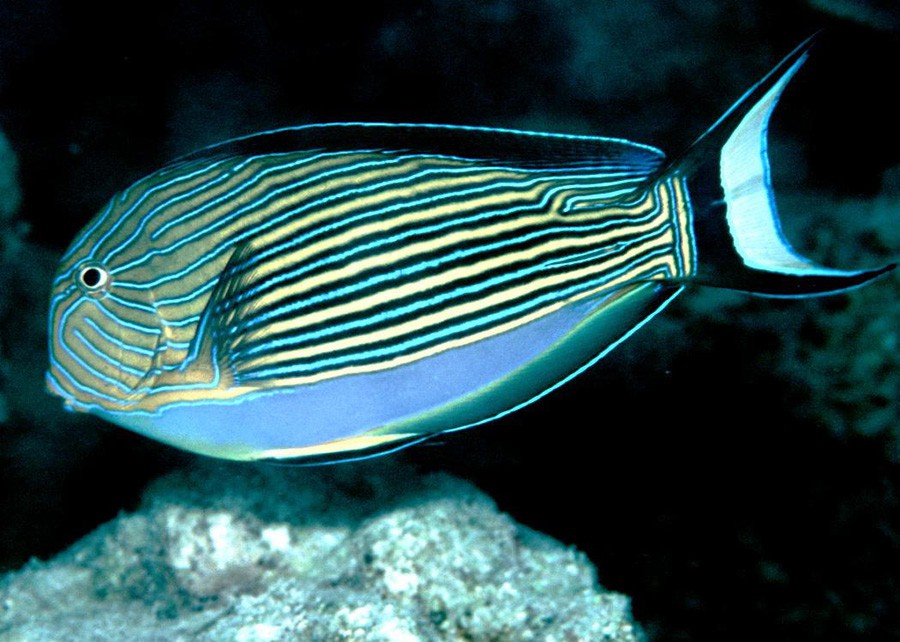 Acanthurus Lineatus 3