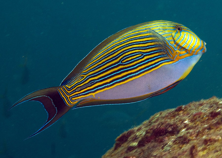 Acanthurus Lineatus 4