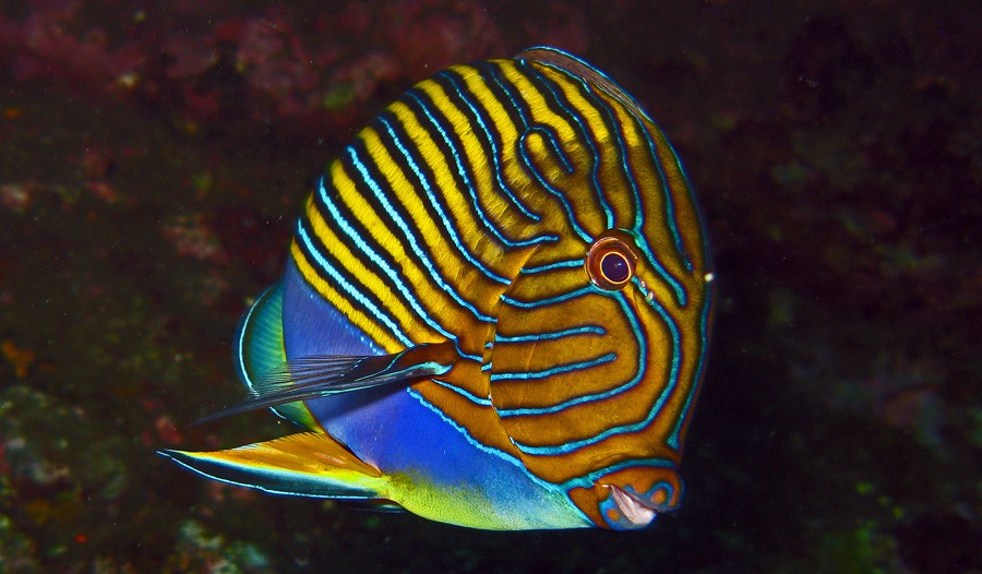 Acanthurus Lineatus 5