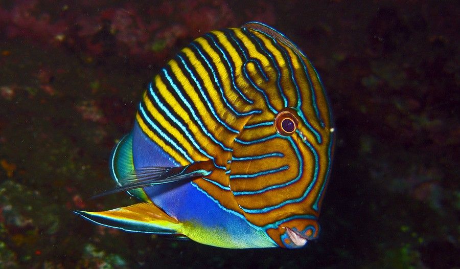Acanthurus Lineatus 5