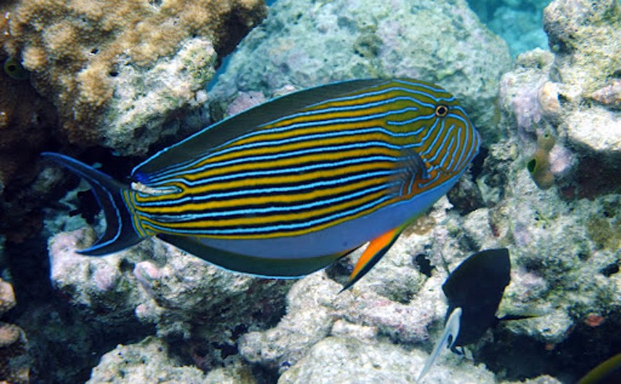 Acanthurus Lineatus 6
