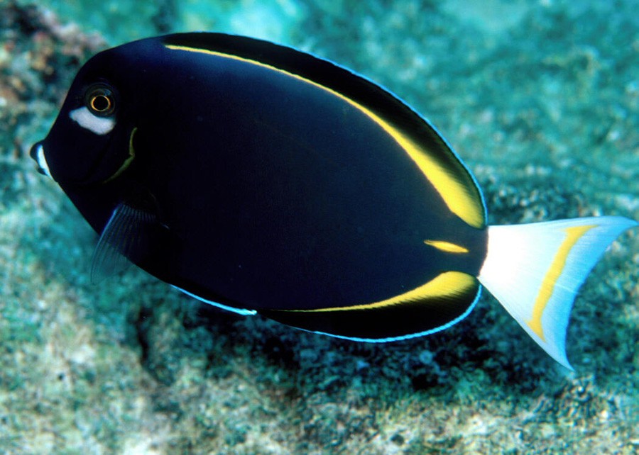 Pez Cirujano de Borde Dorado