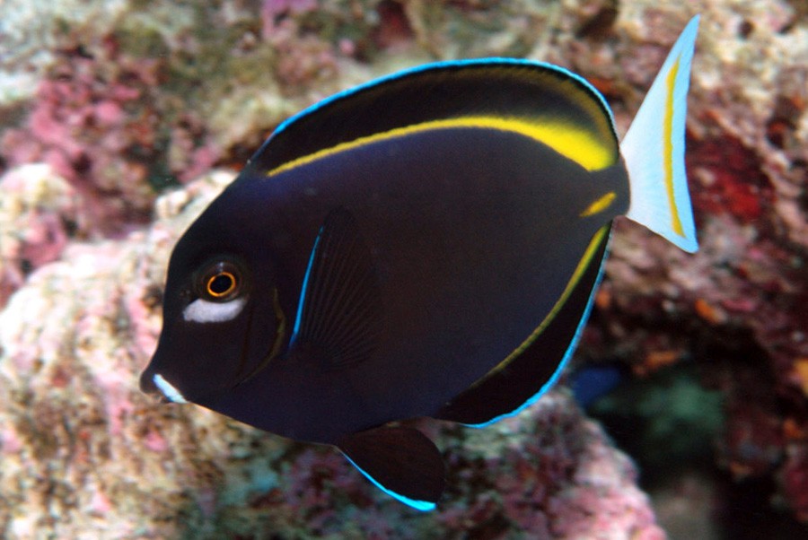 Acanthurus Nigricans 2