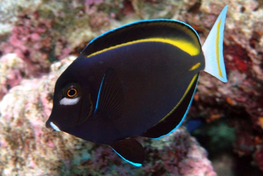 Acanthurus Nigricans 2