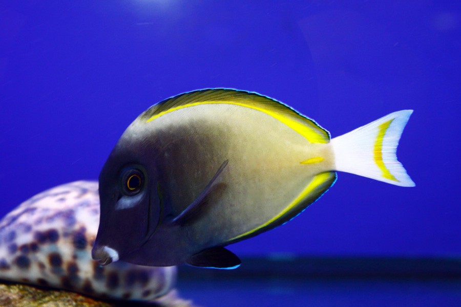 Acanthurus Nigricans 3
