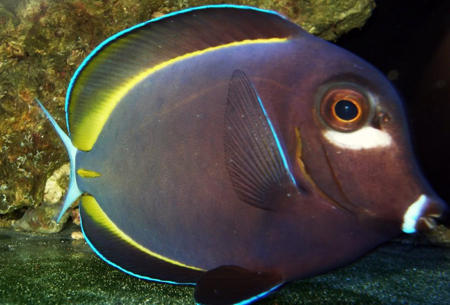 Acanthurus Nigricans 4