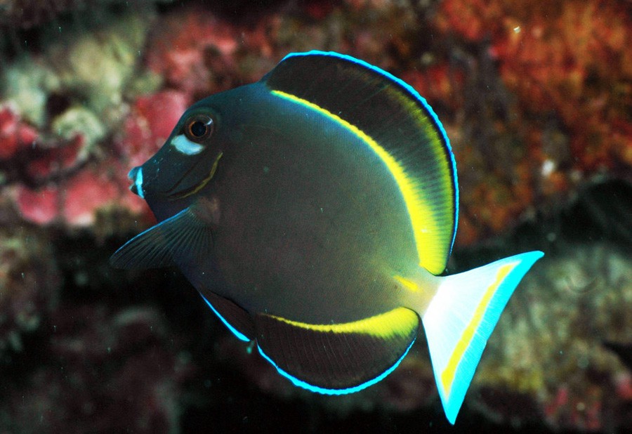 Acanthurus Nigricans 5