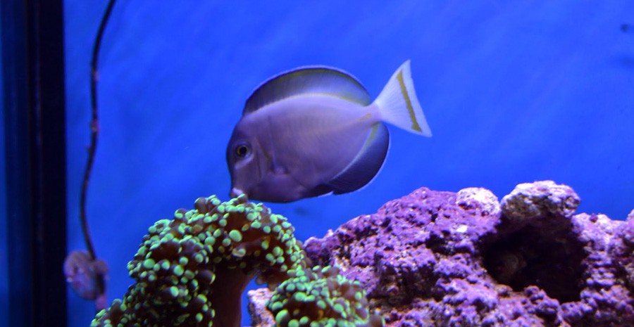Acanthurus Nigricans 6