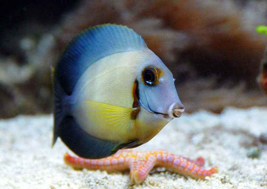 Acanthurus Pyroferus 2