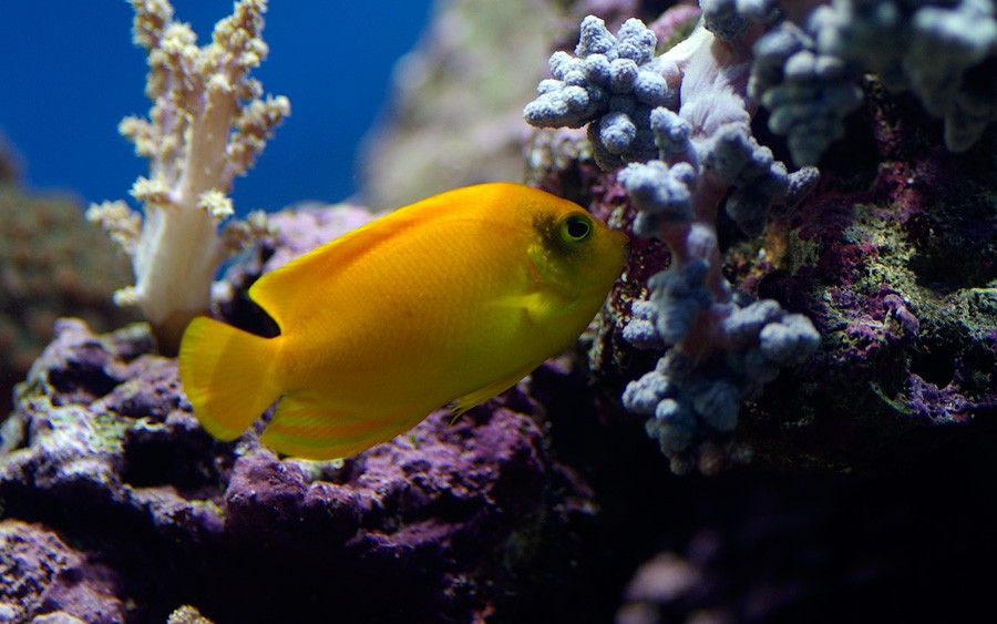 Acanthurus Pyroferus 3
