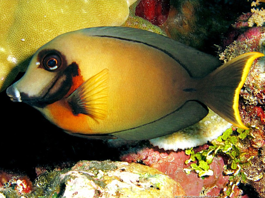 Acanthurus Pyroferus 4