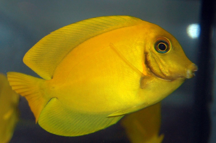Acanthurus Pyroferus 5