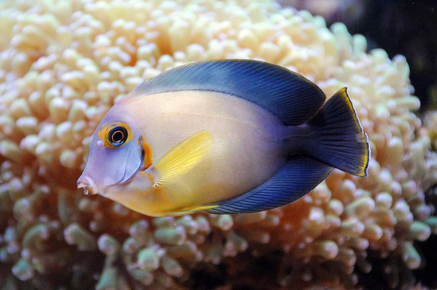 Acanthurus Pyroferus 6