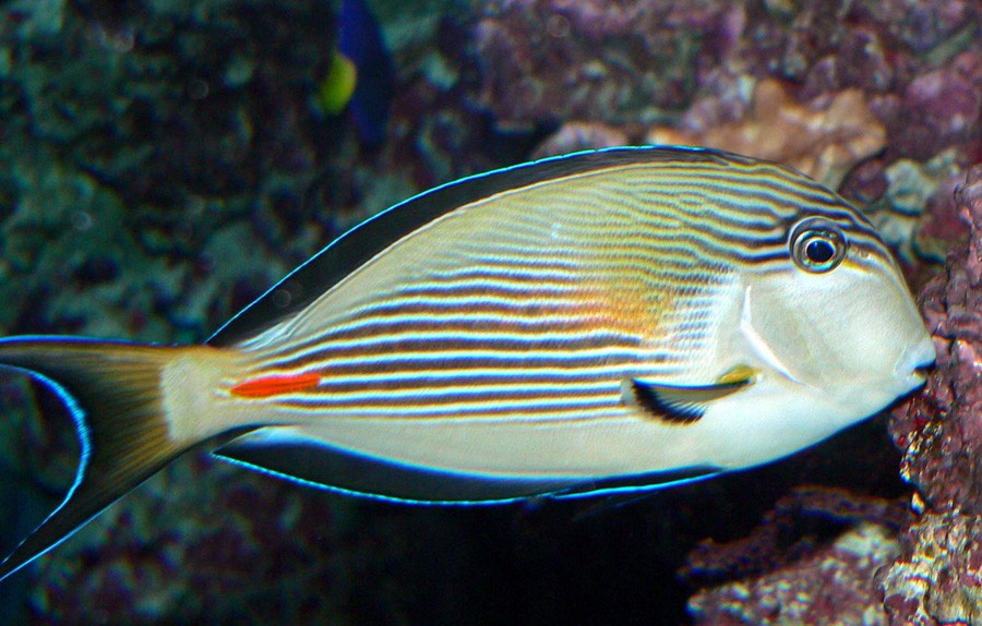 Acanthurus Sohal 2