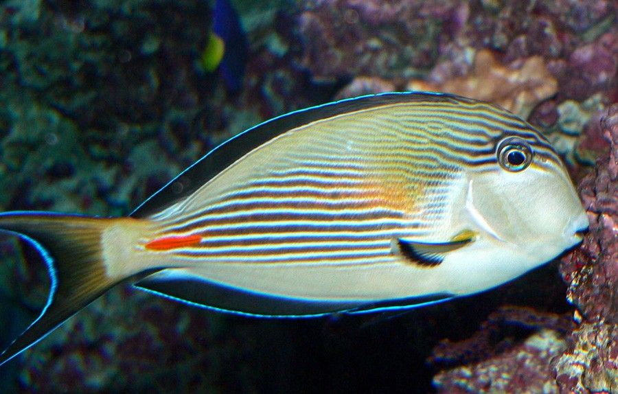 Acanthurus Sohal 2