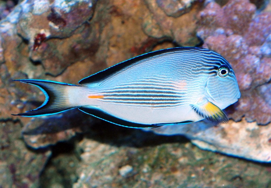 Acanthurus Sohal 3