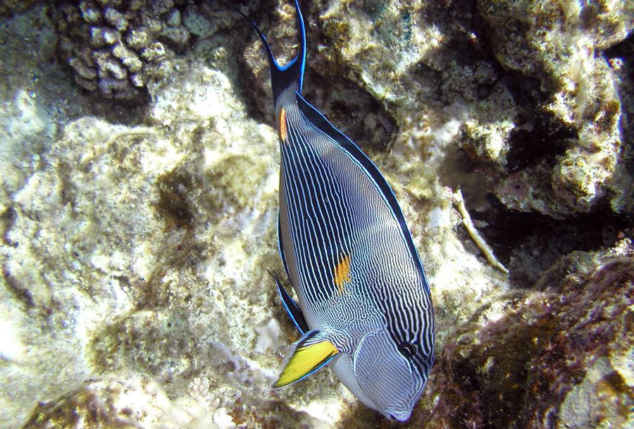 Acanthurus Sohal 4
